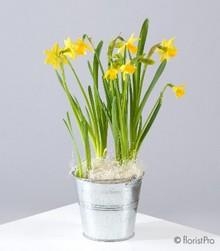 Plants