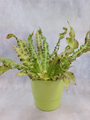 Birds nest Fern