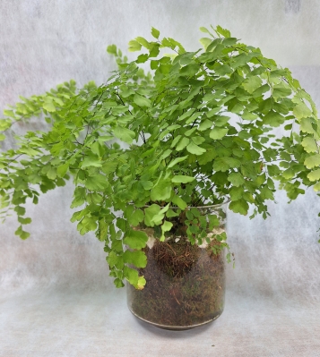 Maiden hair Fern