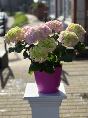 Pretty Hydrangea