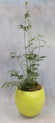 Silver lace fern
