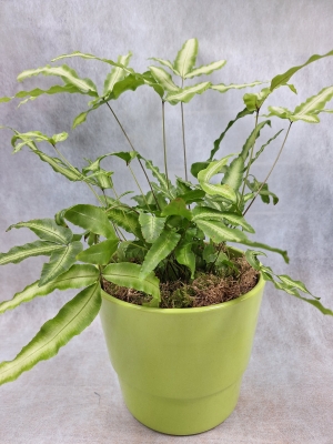Silver ribbon fern