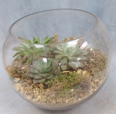 Succulent bowl