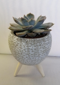 Mini Succulent planter