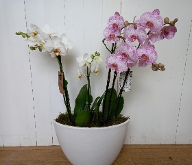 Orchid planter