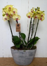 Orchid planter