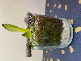 Amaryllis Jar