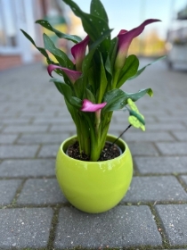 Calla Lily Plant in Container