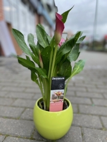 Calla Lily Pretty Plant