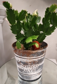 Christmas Cactus Plant