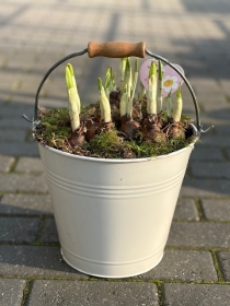 Daffodil Tete a Tete Bucket