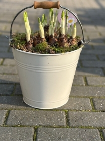 Daffodil Tete a Tete Bucket