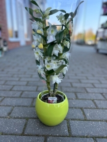 Dendrobium Orchid Plant