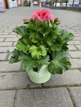 Pelargonium Pretty Planter