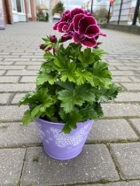 Pelargonium Pretty Planter