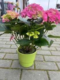 Pink Hydrangea Plant in China Pot