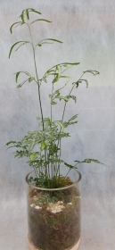 Silver lace fern