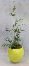 Silver lace fern