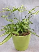 Silver ribbon fern