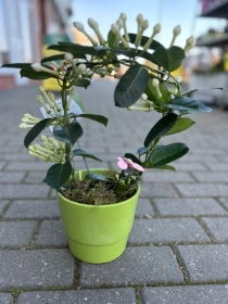 Stephanotis Hoop in Ceramic Container