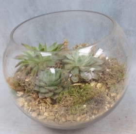 Succulent bowl